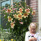 COOTO Garten Lilien Zwiebeln Winterhart Mehrjährig – Gelb Baumlilien Lavon Lilie - Blumenzwiebeln Lilien – Blumen Deko für Garten und Balkon – Garten Lilien Pflanzen für Viele Jahre