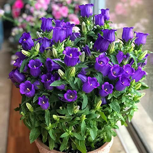 Semi Di Campanula Perenne - Campanula Medium - Piante Da Fiore Da Giardino, Semi Di Prato Fiorito Perenne, Semi Di Fiori Di Campo Piante Da Giardino Perenni 200 Pezzi (Viola)