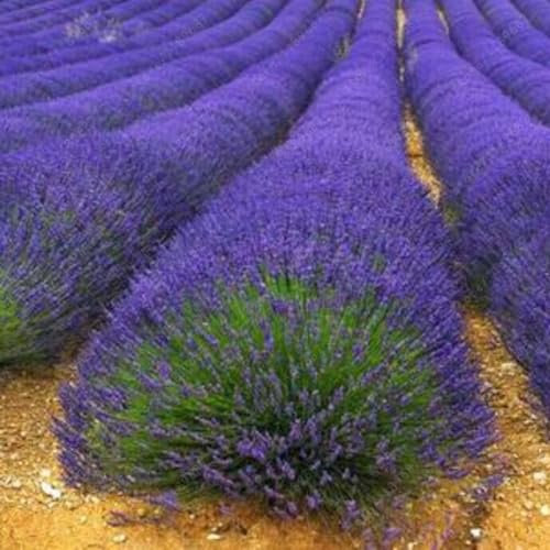 400 Unids Semillas de Lavanda Fragante Hogar Jardín Bonsai Planta Lavandula Decoración de Flores Semillas de Jardinería para Plantar Ahora semillas de lavanda