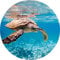 3D Tapete Meerestiere | Vlies Fototapete mit Unterwasser Schildkröte rund für Badezimmer und Schlafzimmer | Südsee Wandtapete in Türkis