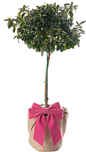 Azalea Bicolour Flowering Outdoor Evergreen Garden Ready Plant Patio Tree for Mum on Mothers Day in 15cm Pot (50-70cm Incl. Pot)