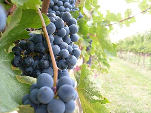 Pianta di UVA VITE innestata DA TAVOLA FRAGOLA NERA ISABELLA NERA in vaso 18 cm FOTO REALE AMDGarden
