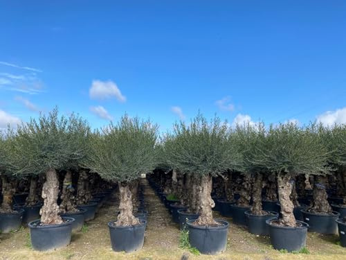 Sunny Tree - Olivenbaum - Olea Europea - Winterharte Olvenbaum Bonsai 240 cm - 80 Jahre alter Olivenbaum - Fruchttragend