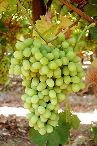 Keimfutter: 1 Thompson Seedless Traube Pflanze - 2 Jahre Organic Grown - Große Zeit zum Pflanzen: Only seeds