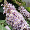 semi di cespuglio farfalle, albero farfalle piante resistenti all'esterno buddleia, cespuglio farfalle piante rare, decorazione soggiorno fiori decorativi resistenti 15pcs