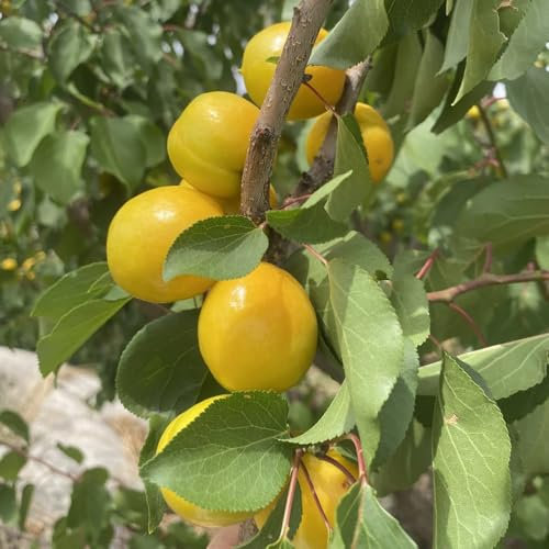 8 piezas Semillas de albaricoque, albaricoquero, fruta fresca semillas orgánicas Compra un albaricoquero Las plantas de jardín son plantas perennes resistentes. semillas de frutas,
