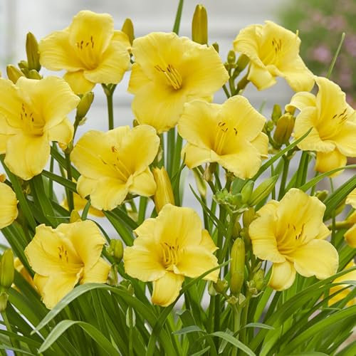 Hemerocallis Gold Daylily Plant – Real Outdoor Plants – Hardy Perennial Garden Flower – Summer Flowering for Borders, Patio Pots, Beds – Vibrant Yellow Garden Plant UK (9cm Pot, 10-20cm)