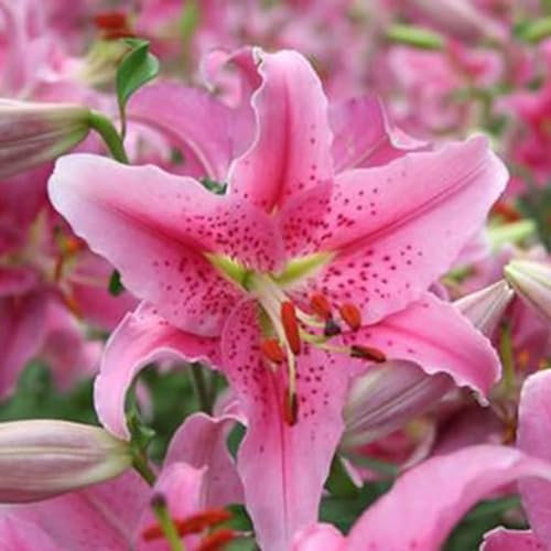 Lilium martagon zwiebeln,Winterharte,lilien im topf,lilie riesen,lilien deko,lilien zwiebeln forever susan,lilie,duft lilien,lilien knollen,lilien zwiebeln winterhart mehrjährig.-8 zwiebeln-D