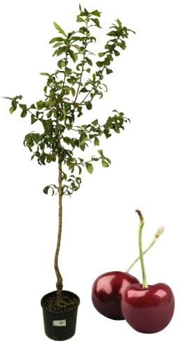 P. Piantine da Orto | Ciliegio Van Bigareau, Pianta in Vaso Diametro 22 cm, Pianta da Frutto in Vaso, Pianta Vera da Esterno, Giardino o Vaso in Terrazza, Vivaio Italiano
