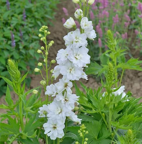Rittersporn Jupiter White - großer Topf - Delphinium cultorum - Gartenpflanze