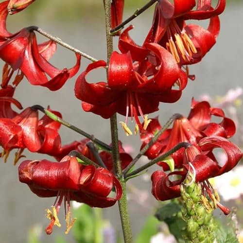 Lilium martagon zwiebeln,winterharte,lilien deko,lilien im topf,lilie riesen,lilien zwiebeln forever susan,lilie,duft lilien,lilien knollen,lilien zwiebeln winterhart mehrjährig.-10 zwiebeln-D