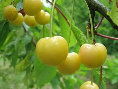 Piante di Ciliegio in Vaso, 2-3 anni, Albero da Frutto con Ciliegie Gialle/bianche Altezza 150cm