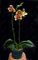 50 PC Mini Orchideensamen Mini Bonsai Blume Phalaenopsis-Orchideen, seltene Phalaenopsis Blumensamen für Hausgarten liefert 5
