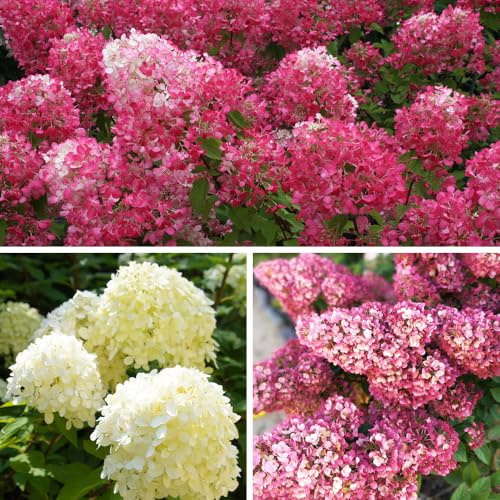 YouGarden Hydrangea paniculata Collection 3 x 9cm