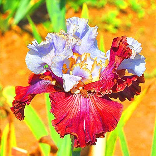 Iris Bulbi Popolari Piante in Vaso Balcone Importato Bulbi Ornamentali Piantare in Autunno Esotico issima-2 Lampadine, C