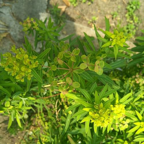 25 pcs wolfsmilch kaktus samen bienenfreundliche blumensamen garten geschenk (Euphorbia pekinensis) exotische pflanzen winterhart blumenstauden winterhart blüten kräuterbeet hochbeet