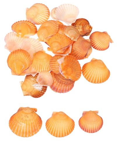 QUARKZMAN 30 Coquilles Saint-Jacques 4-5cm/1.6-2 Orange | Coquillages Naturels En Gros Pour DIY Peinture Aquarium Décoration Plage Fête Mariage, Pour Décoration Maison