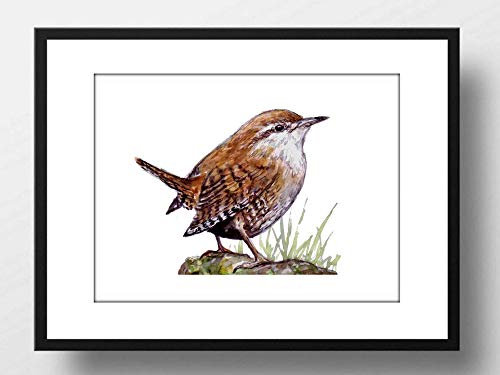Din A4 Kunstdruck ungerahmt - Zaunkönig Vogel Natur Vogelkunde Querformat Druck Poster Bild
