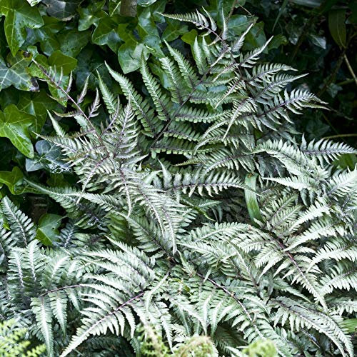 Japanese Painted Fern Plants. 'Metallicum' 9cm Plant x 2. Stunning Evergreen Fern with Silver Foliage.