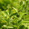 5 pcs Euonymus Fortunei Samen Balkonpflanzen Winterhart Kräutergarten Indoor, Exotische Pflanzen Kräuterbeet Für Die Küche, Pflanzensamen Steingartenpflanzen Winterhart Heilpflanzen