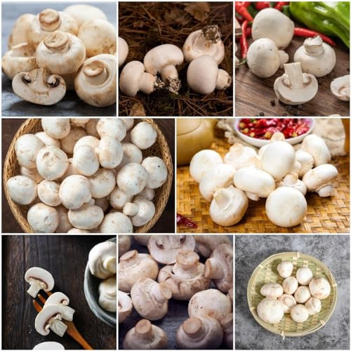 100 pcs pilze samen - wintergemüse spezielle samen mushroom fungi pilz, zimmerpflanze deko pflanze gartenpflanzen extrem winterharte kübelpflanzen kleine geschenke pflanzenkübel gemüsesaat