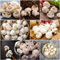 100 pcs pilze samen - wintergemüse spezielle samen mushroom fungi pilz, zimmerpflanze deko pflanze gartenpflanzen extrem winterharte kübelpflanzen kleine geschenke pflanzenkübel gemüsesaat