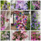 1.000 Clematis-Samen in gemischten Farben – winterharte und mehrjährige Pflanzen, ideal für Balkone, Gärten, Terrassen und als Topfpflanzen geeignet.Es ist die ideale Wahl für alle Gartenliebhaber!