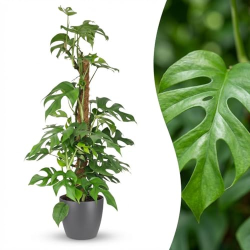 Green boutiQ - Zimmerpflanze - Mini-Fensterblatt - Monstera Minima Moosstab - Grün - Pflegeleicht - 1 Pflanze - mit Potter Grau - Topf 19cm - Höhe 90cm