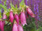 Punktierte Glockenblume 50 Samen, Campanula punctata