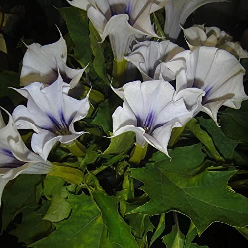Semi Di Piante Datura Brugmansia - Datura Stramonium - Decorare Il Giardino Giardino Con Fioriture Pianta Ornamentale - 20 Pezzi