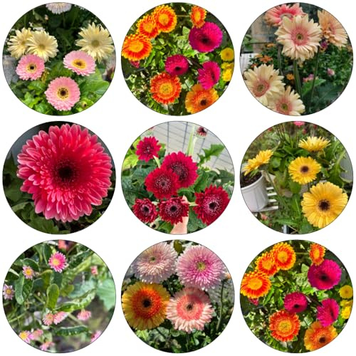 Gerbera stauden winterhart mehrjährig gartensamen wildblumen balkonblumen zimmerbonsai bonsai gartenkräuter blumendeko winterharte stauden für pralle sonne heilkräuter garten hochbeet 600samen