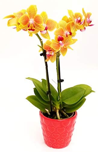 POWERS TO FLOWERS - ORCHIDEA PHALAENOPSIS-BONSAI GIALLO/ARANCIO IN VASO CERAMICA SFERICO ROSSO, Pianta Vera