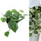 Scindapsus pictus ‘Argyraeus’ - Satin Pothos Indoor Plant in 12cm Pot - Silvery Toned Foliage (1 Plant)