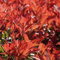 500 Pcs Glanzmispel Red Robin Samen - Bäume Kaufen, Zimmerbonsai Bonsai (Photinia Fraseri) Balkonpflanzen, Bonsai Tree, Flower Seeds Winterharte Kübelpflanzen, Deko Blumen Geschenke