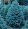 Portal Cool 100 Semi Pz Blu Picea Abete Albero in Vaso Cortile Giardino Bonsai Pini