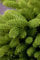 Abies koreana 'Molli' 20-25 cm, Koreanische Tanne, kompakt, immergrün, ideal für Kübel und kleine Gärten, winterhart, pflegeleicht