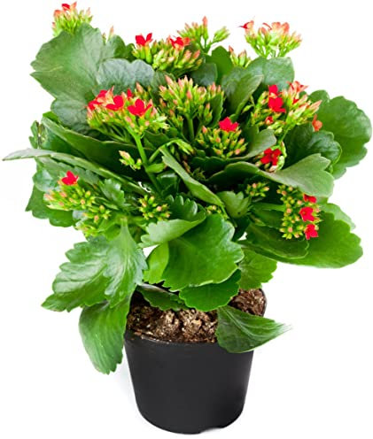 Kalanchoe Natural con Flores de Colores Planta Suculenta de Interior o Exterior