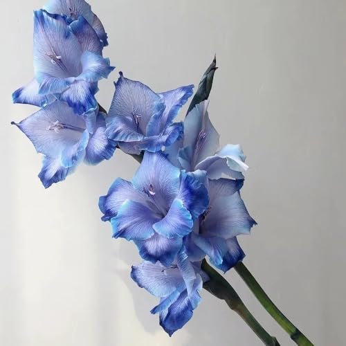 10 piezas Bulbos de gladiolos resistentes, Flores de balcón, plantas en crecimiento. gladiolos, gladiolos, Bulbos de flores perennes, resistentes, flores de primavera. regalo de flores,