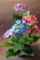gemischt: Import von Hortensien-Blumensamen, mehrfarbige Vier-Jahreszeiten-Blumen-Hochzeitsdekoration, Hausgarten, blühende Pflanzen, 20 Partikel/Beutel