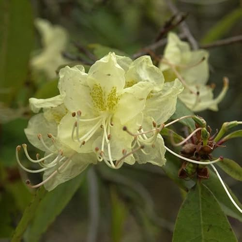 Wildart Azalee 40-50cm - Rhododendron lutescens