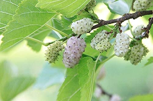 Weiße Maulbeere Morus alba Pflanze 5-10cm Maulbeerbaum Obstbaum Obstpflanze