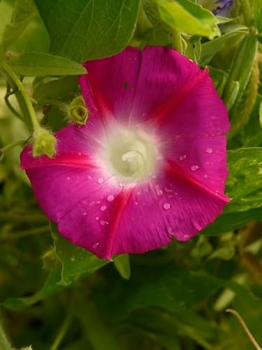 Graines Ipomée volubilis variée - Fleurs grimpantes, très florifère - Sachet de 3 grammes - Graines de style
