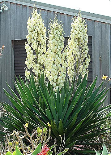 Yucca Elata Semi di piante 80 pezzi