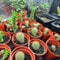 Hand-crafted Premium Carnivorous Plant Soil repotting mix Mix - Ideal for venus fly traps, pichers and other insect eating Plants - Available in 1L, 2L, 3L, 5L, (1lt)