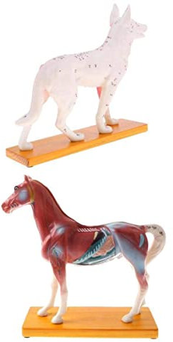 Skelettmodelle 2 Stück Tierakupunkturmodell 72 Hunde Akupunkturpunkte, 114 Akupunkturpunkte Anatomisches Pferdemodell für Wissenschaftsunterricht für Schule Bildung Werkzeug und Sammlerstück