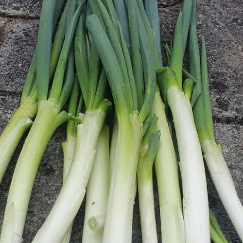 400 pz Semi di porro resistenti pianta da giardino di erbe aromatiche al coperto (Allium porrum) Semi di copertura del terreno, semi di erbe resistenti Piante da semi di ortaggi da