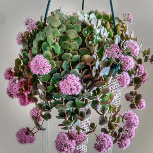 Semillas de Sedum, plantas de Sedum, prado de flores perenne resistente Semillas de Sedum para tejados verdes, Las plantas perennes son plantas perennes resistentes. plantas en macetas 80pcs