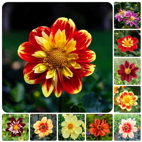 dahlien knollen winterhart - winterharte pflanzen für balkon dahlia dahlien zwiebeln -dalienknollen winterhart blumen pflanzen für draußen winterhart mehrjährige zwiebel zwiebeln 2pcs