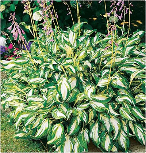 Hosta Bare Roots 'Mediovariegata' x 6 Plantain Lilies Perennial Plants by Growtanical®