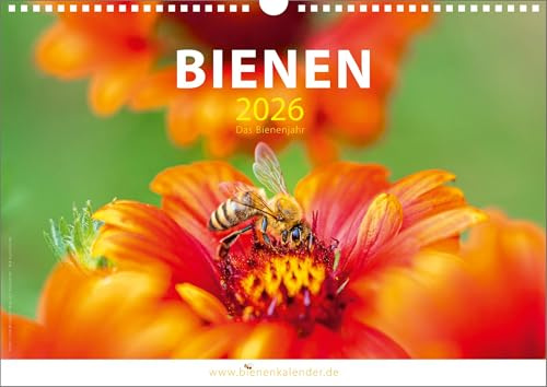 Bienenkalender 2026 – Das Bienenjahr – DIN A3 (42 × 29,7 cm) Wandkalender/Fotokalender mit bienenfreundlichen Blumensamen – beliebter Bienen Kalender – 6. Auflage